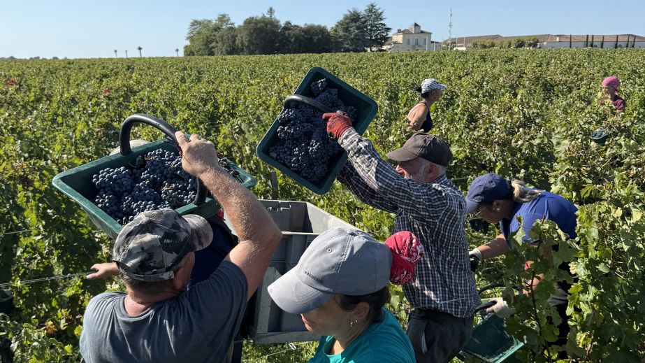 2025 harvest at Ch Montrose