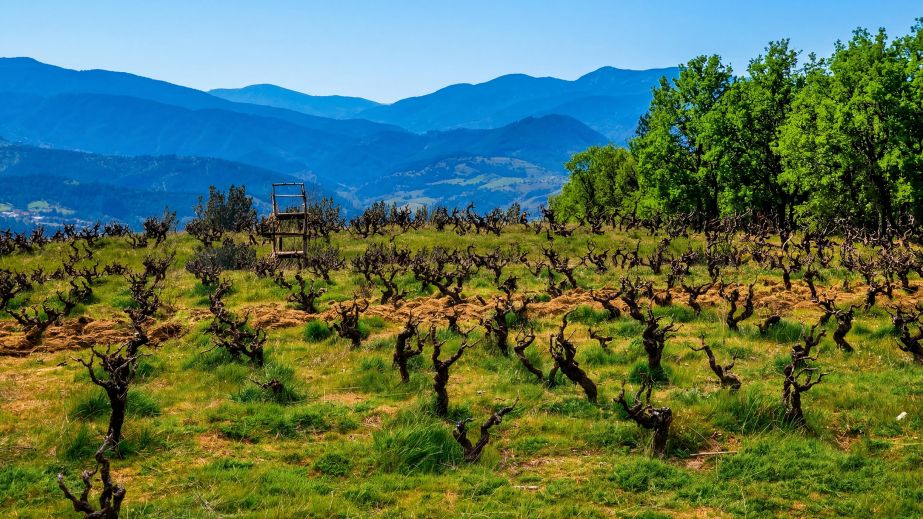 Paşaeli's old vine Karasakız vineyard