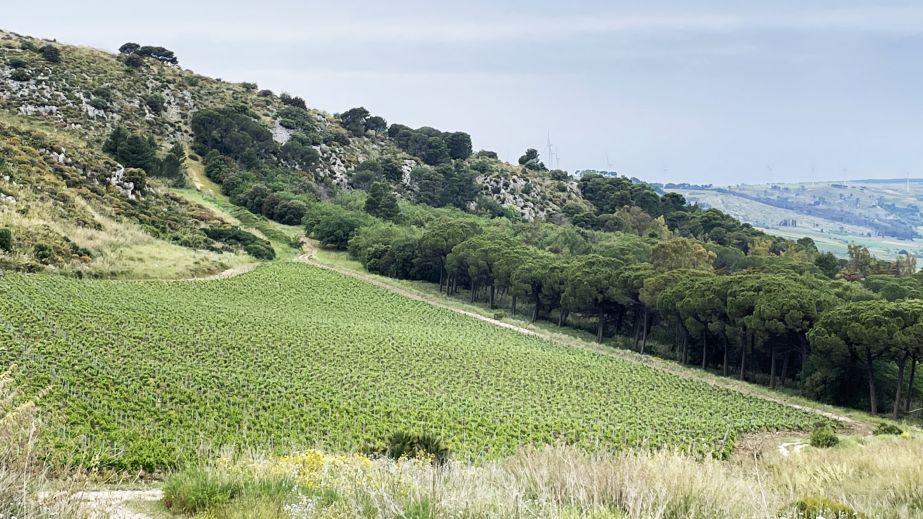 Serra Ferdinandea vineyards with sea in the distance