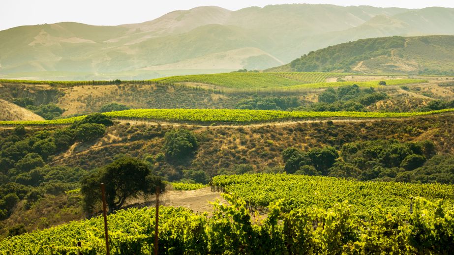 The Hilt Estate Radian and Bentrock Vineyards courtesy the estate