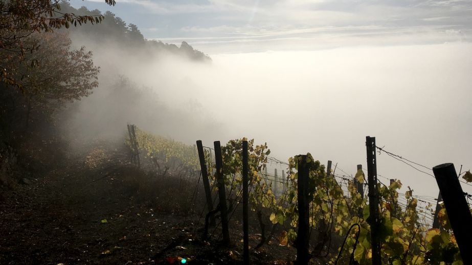 Vetter vineyard in the fog