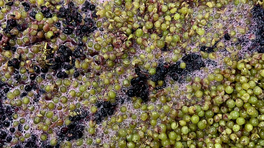 Wein Goutte fermenting grapes