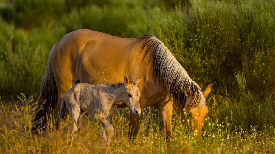 Rewilding Portugal - semi-wild Sorraia mare and foal