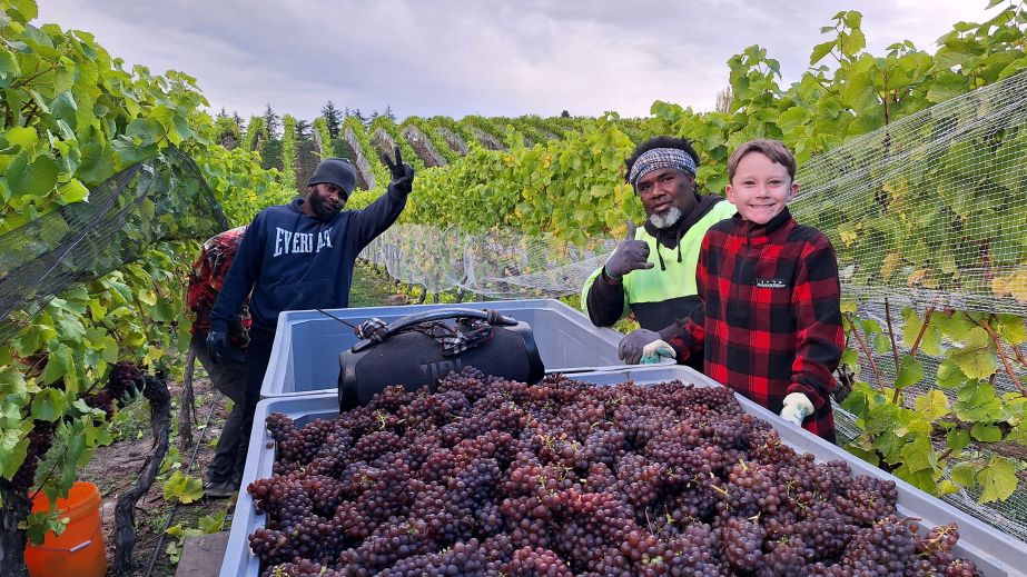 2026 harvest at Mora