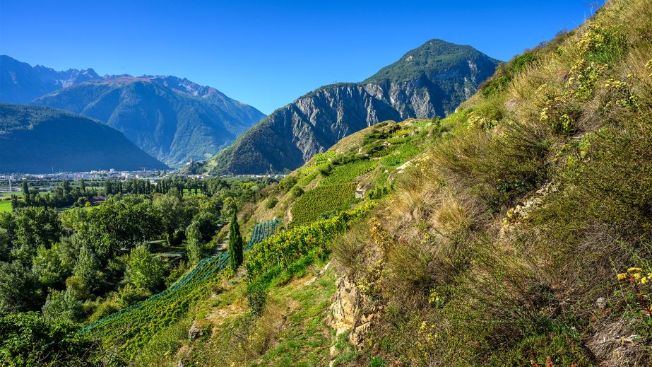 Alexandre Delétraz's (Cave des Amandiers) vineyards in Valais @ Leif Carlsson