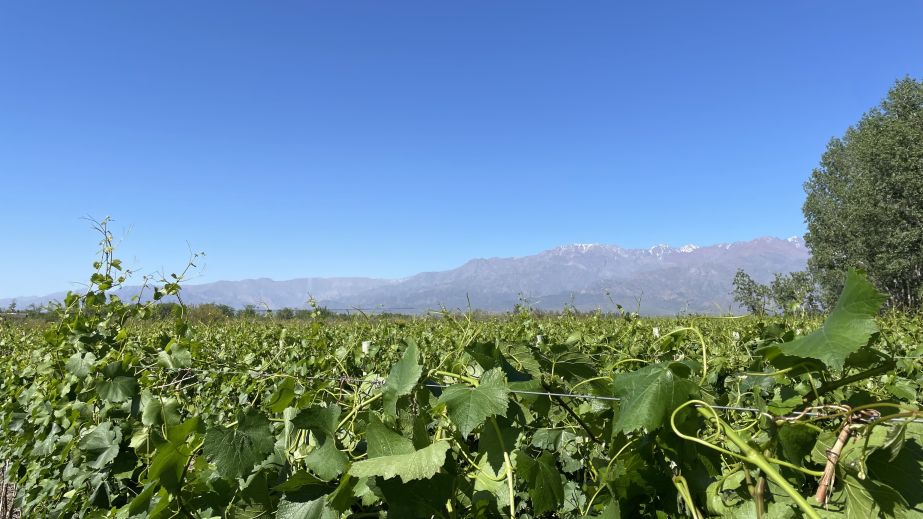 Argentine whites Chardonnay vines in Bodegas Bianchi’s Los Chacayes vineyard credit Julian Leidy