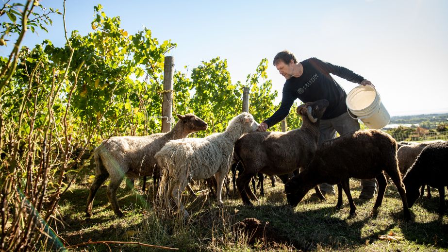 feeding sheep at Cristom
