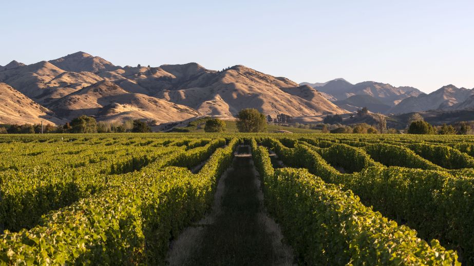 Falveys vineyard by Kevin Judd