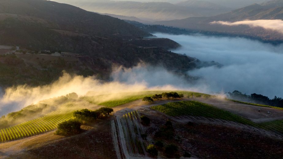Domaine Messier vineyard