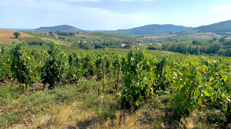 Beaujolais vineyard harvest imminent
