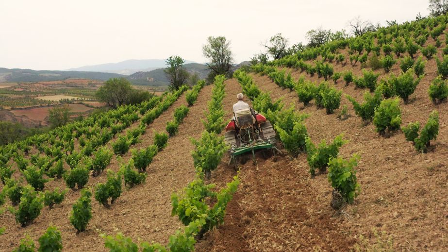 Acered vineyard