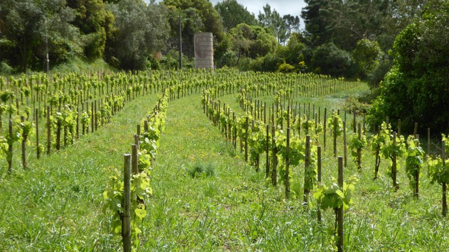 A castle in the Espera vineyards