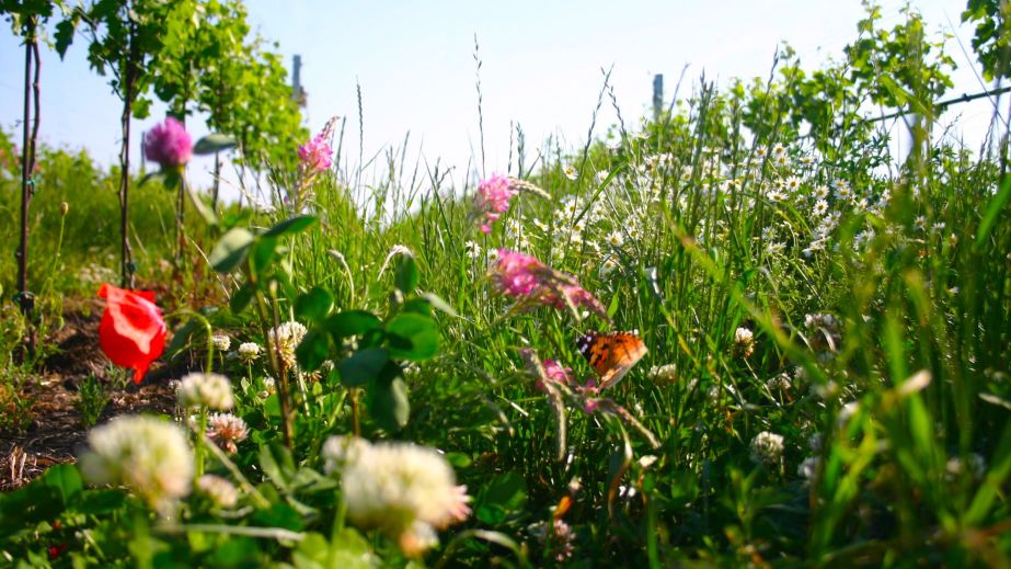 Flowers in the Meinklang vineyard