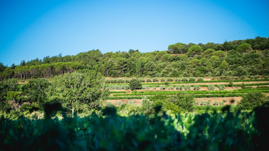 La Réméjeanne vineyard