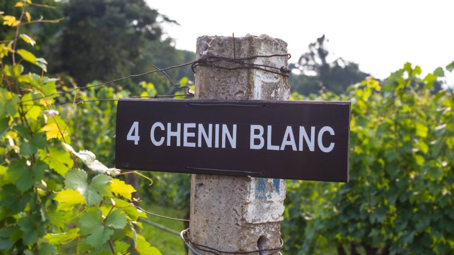 Chenin Blanxc vineyard in South Africa 