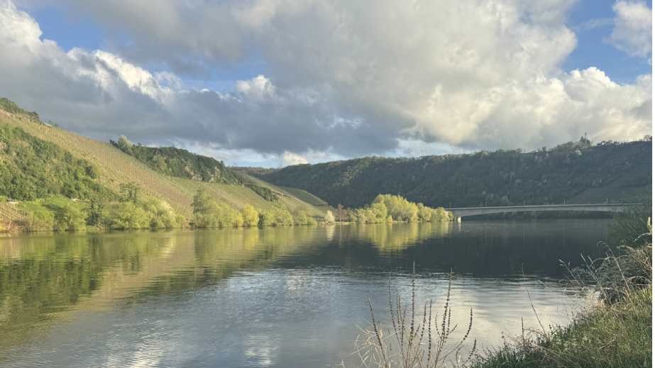 Vineyards in the Mosel