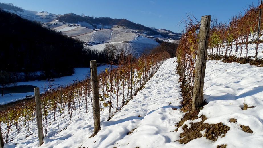 Boscareto vineyard in the snow