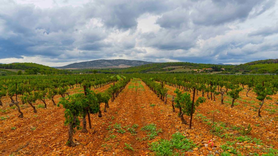 The Crest Vineyard, terroir of Moutou