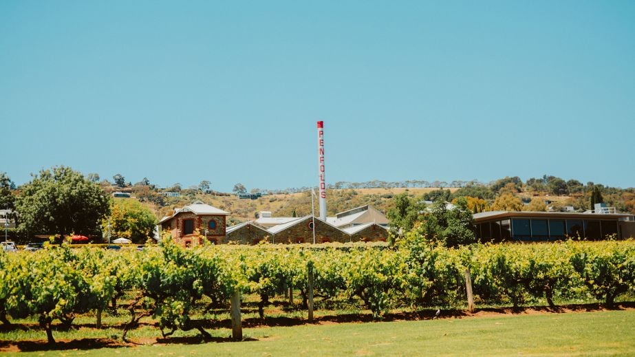 Penfolds Magill Estate chimney and vines