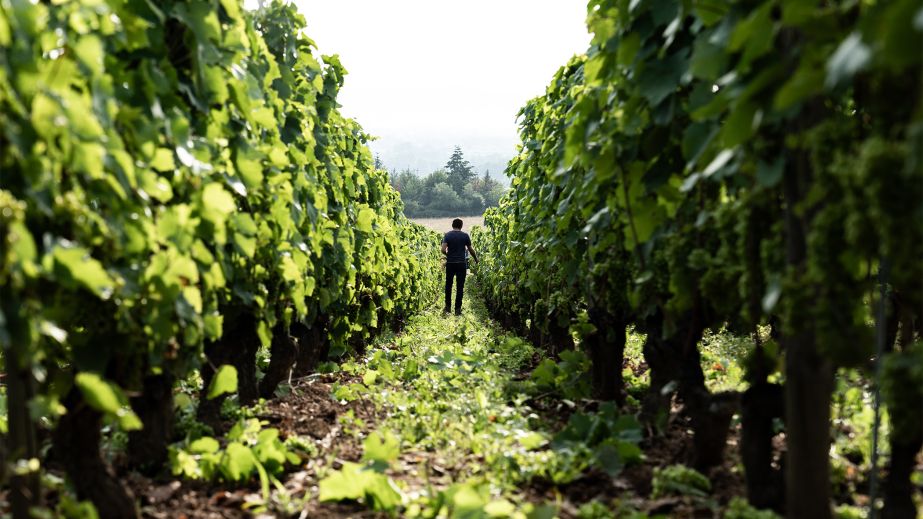 Person in Domaine Sérol's vineyards in the Côte Roannaise (credit Le Bon Cliché)