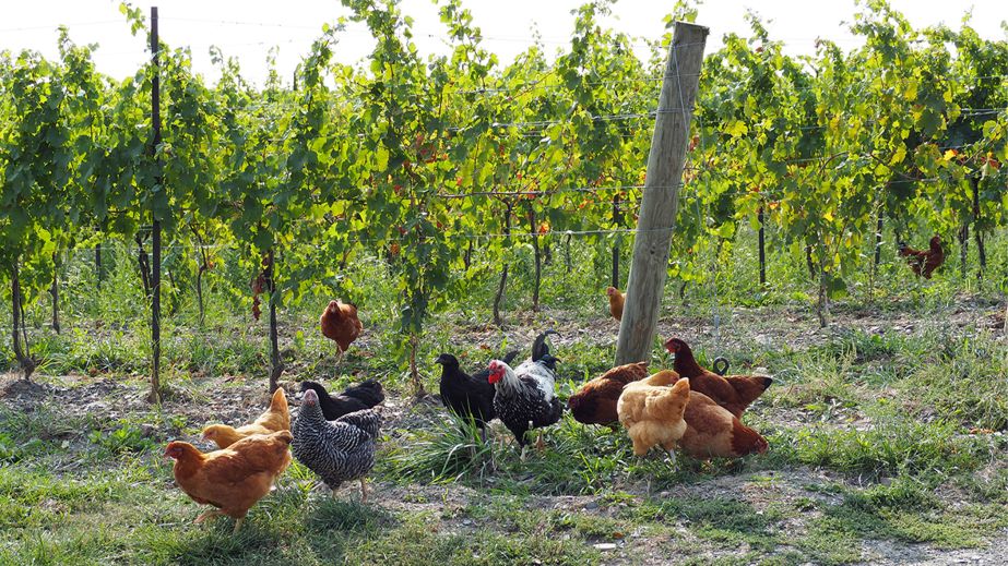 chickens in the HJW vineyard at Hermann J Wiemer, Seneca Lake
