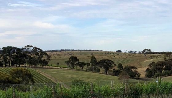 Farr Sangreal Chardonnay vines