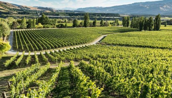 Felton Road organic vineyard in Central Otago