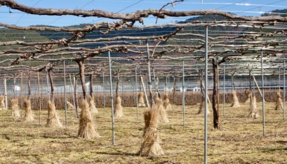 Ch Mercian pergola-trained Merlot