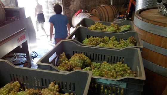 Dom de l'Horizon harvested grapes