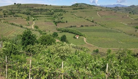 Gini's La Frosca vineyard in Soave