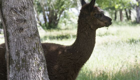 Llama guarding Mimi's Vineyard