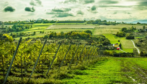 Vineyard in Poland