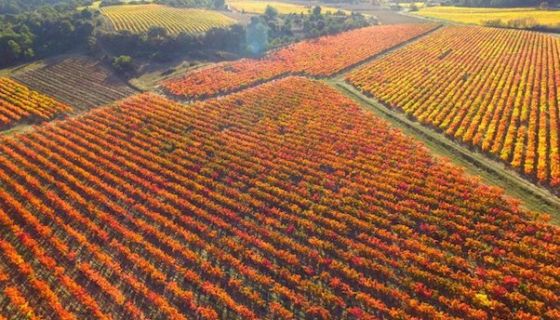 St Jacques d'Albas vineyards autumn 2015