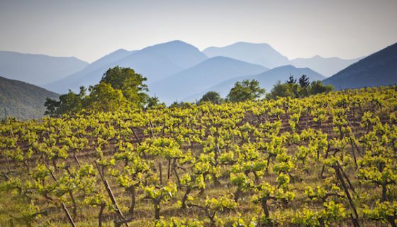 Vineyards in Asprokambas, Nemea, Greece