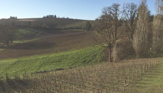 Willamette Valley wine country in Oregon