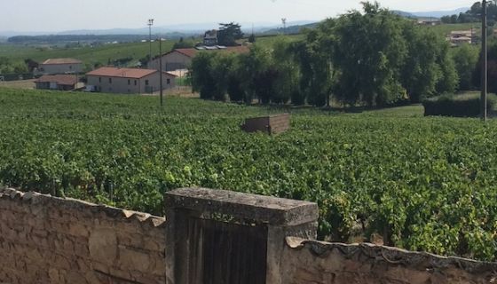 Beaujolais vineyard