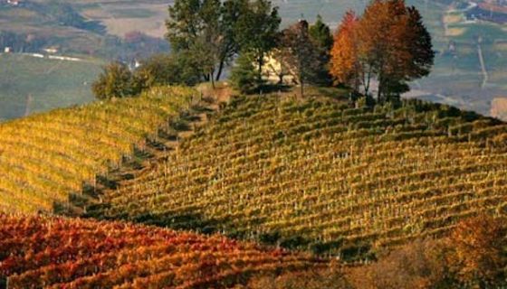Langhe vineyards