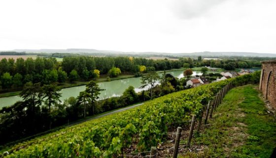 Champagne Philipponnat's Clos des Goisses vineyard in Mareuil-sur-Ay