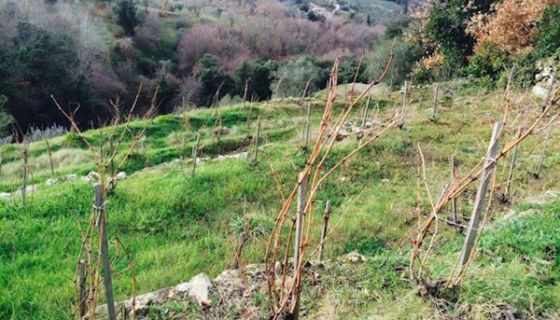 vineyard terraces at L'Aietta
