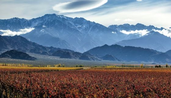 Primera Zona vineyards in Mendoza, Argentina with the Andes in the background
