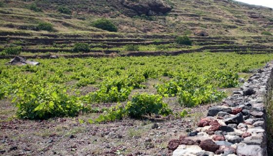 Sigalas Assyrtiko vineyard on Santorini