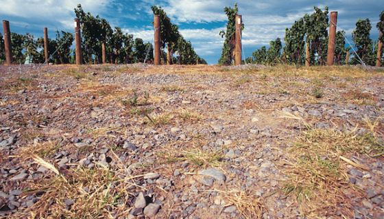 Gimblett gravel and vines in Hawke's Bay, New Zealand