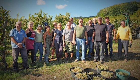 Grape pickers for the Cave de Hunawihr in Alsace in 2018