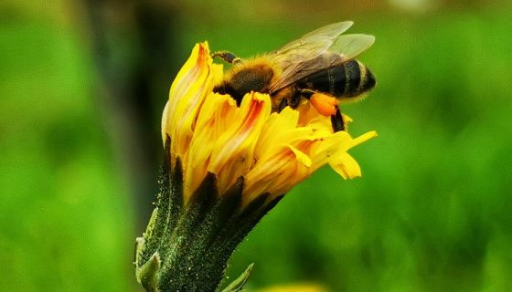 Bee in a dandelion in Kog vineyard Slovenia