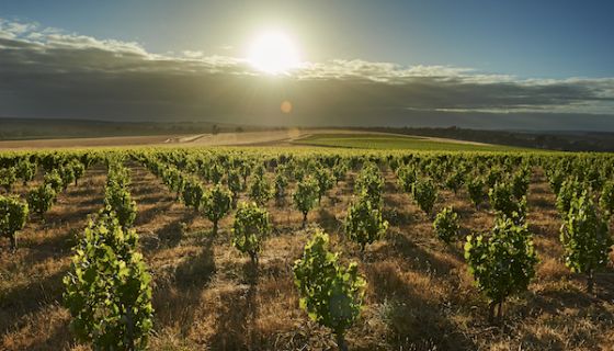 Swinney Mourvedre bush vines in Frankland River, Western Australia