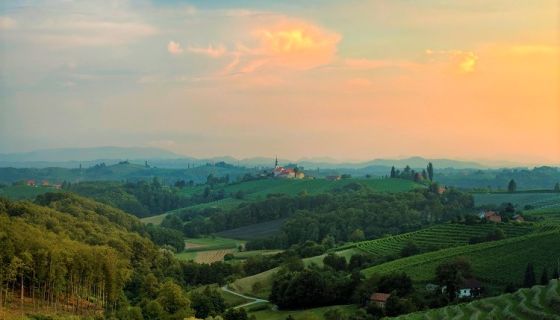 Verus Jeruzalem vineyards