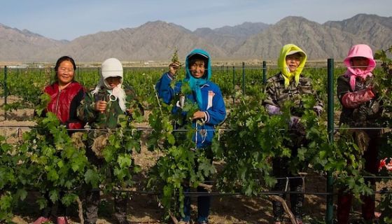 Women in the vineyards of Silver Heights in Ningxia, China