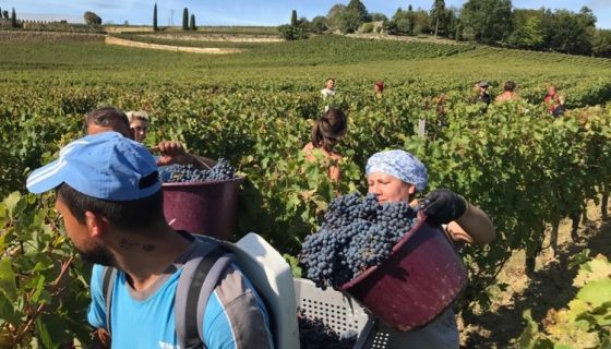 Cabernet Franc harvest below the vineyard of Ch Tertre Roteboeuf 8 October 2019