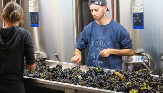 Grape sorting at Beaucastel in 2019