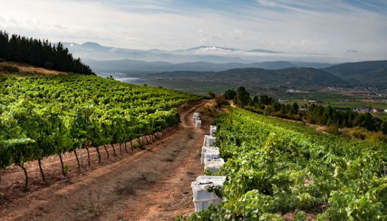 Harvest at Luna Beberide in Bierzo, Spain